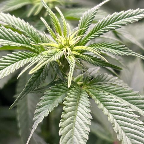 Ayahuasca Purple ( Barney’s farm ) growlog timeline photo