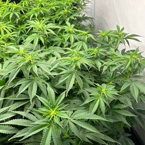 Ayahuasca Purple ( Barney’s farm ) growlog timeline photo