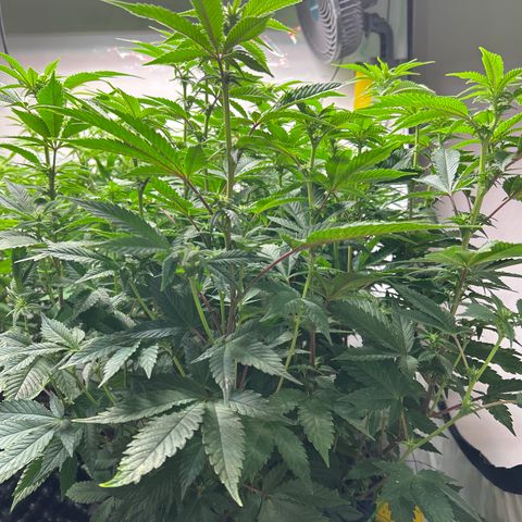 Ayahuasca Purple ( Barney’s farm ) growlog timeline photo