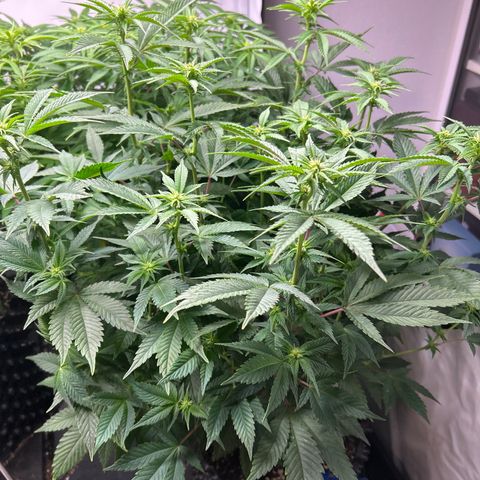 Ayahuasca Purple ( Barney’s farm ) growlog timeline photo