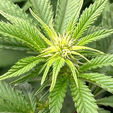Ayahuasca Purple ( Barney’s farm ) growlog timeline photo