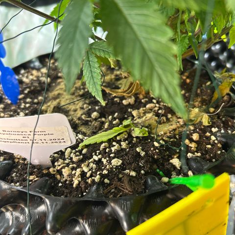 Ayahuasca Purple ( Barney’s farm ) growlog timeline photo