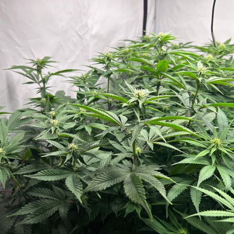 Ayahuasca Purple ( Barney’s farm ) growlog timeline photo