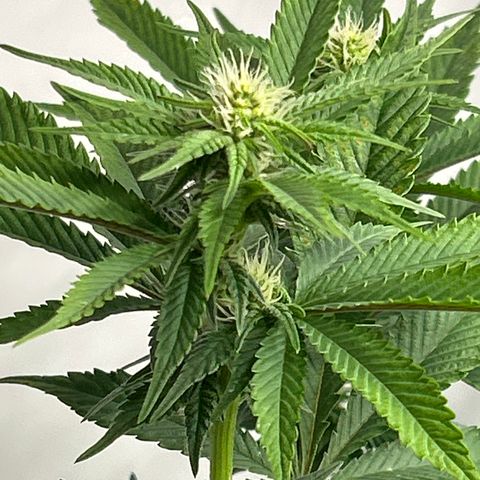 Ayahuasca Purple ( Barney’s farm ) growlog timeline photo