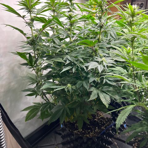 Ayahuasca Purple ( Barney’s farm ) growlog timeline photo