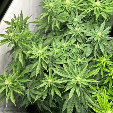 Ayahuasca Purple ( Barney’s farm ) growlog timeline photo