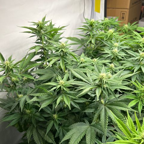 Ayahuasca Purple ( Barney’s farm ) growlog timeline photo