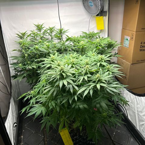 Ayahuasca Purple ( Barney’s farm ) growlog timeline photo