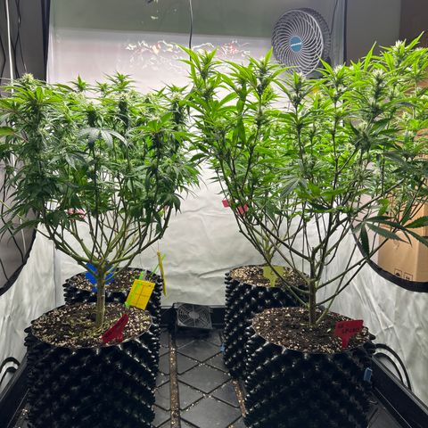 Ayahuasca Purple ( Barney’s farm ) growlog timeline photo