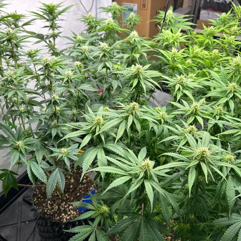 Ayahuasca Purple ( Barney’s farm ) growlog timeline photo