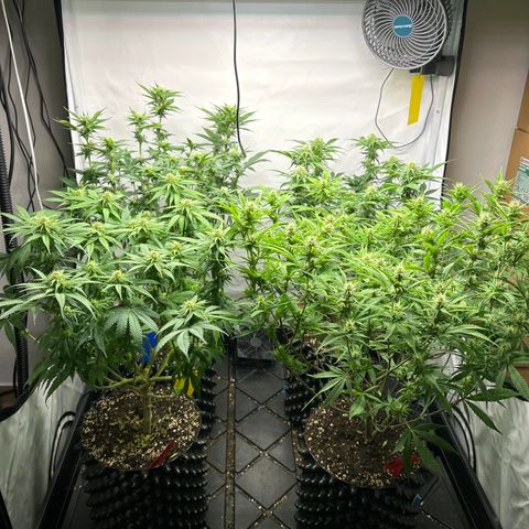 Ayahuasca Purple ( Barney’s farm ) growlog timeline photo