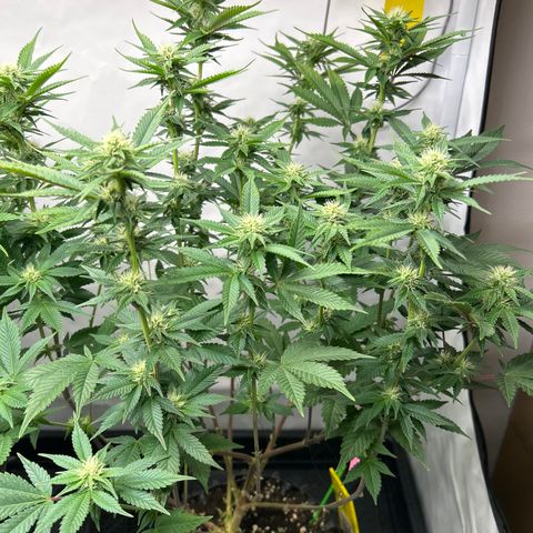 Ayahuasca Purple ( Barney’s farm ) growlog timeline photo
