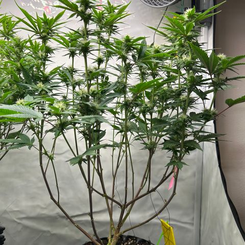 Ayahuasca Purple ( Barney’s farm ) growlog timeline photo