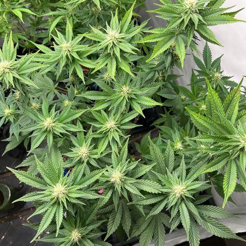 Ayahuasca Purple ( Barney’s farm ) growlog timeline photo