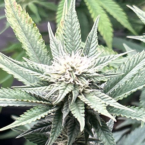 Ayahuasca Purple ( Barney’s farm ) growlog timeline photo