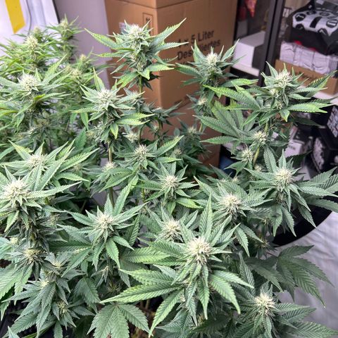 Ayahuasca Purple ( Barney’s farm ) growlog timeline photo