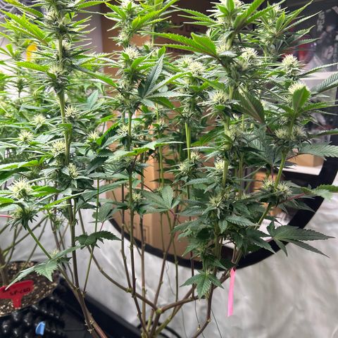 Ayahuasca Purple ( Barney’s farm ) growlog timeline photo