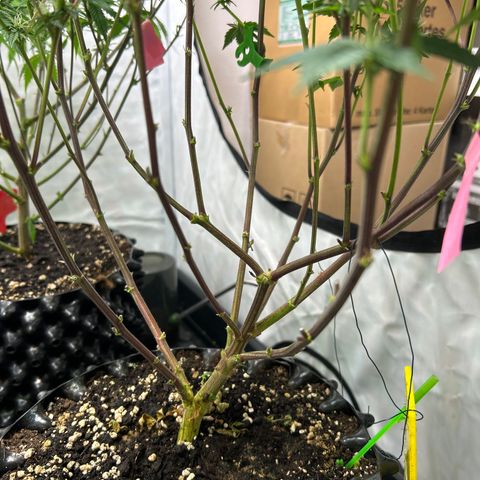 Ayahuasca Purple ( Barney’s farm ) growlog timeline photo
