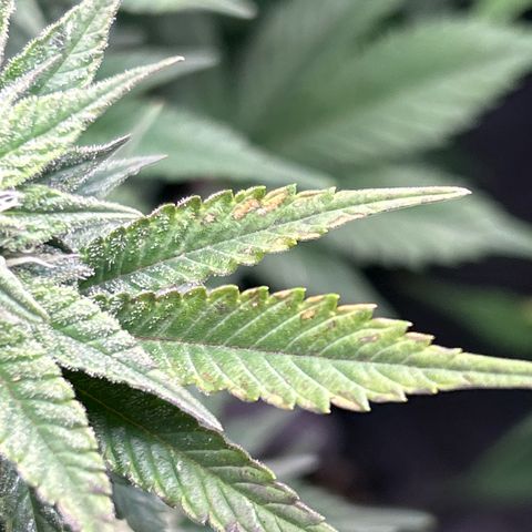 Ayahuasca Purple ( Barney’s farm ) growlog timeline photo