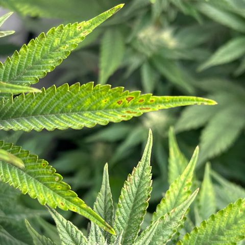 Ayahuasca Purple ( Barney’s farm ) growlog timeline photo