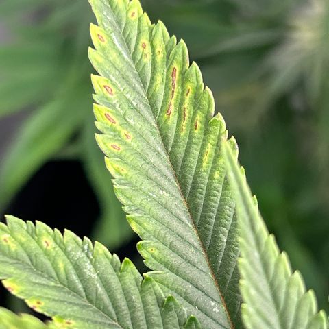 Ayahuasca Purple ( Barney’s farm ) growlog timeline photo