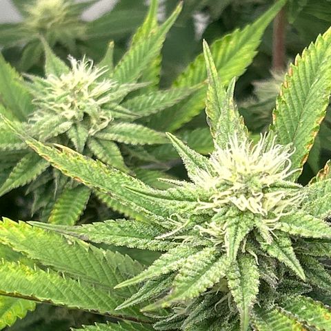 Ayahuasca Purple ( Barney’s farm ) growlog timeline photo