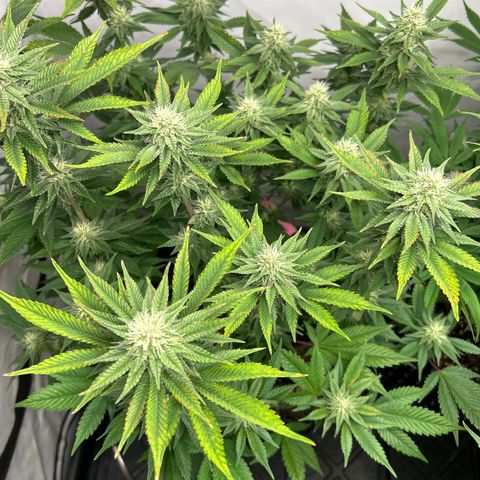 Ayahuasca Purple ( Barney’s farm ) growlog timeline photo