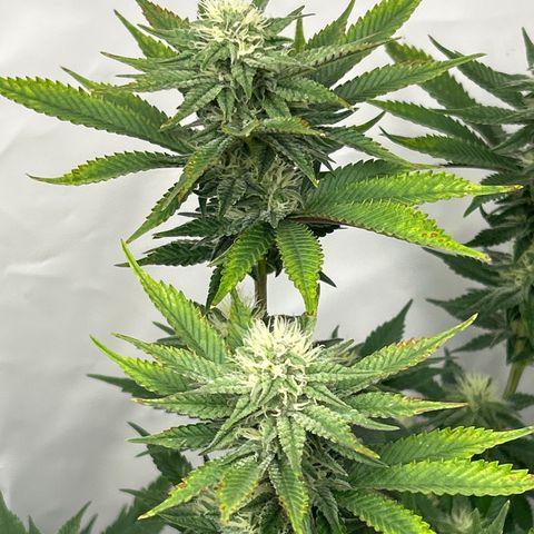 Ayahuasca Purple ( Barney’s farm ) growlog timeline photo