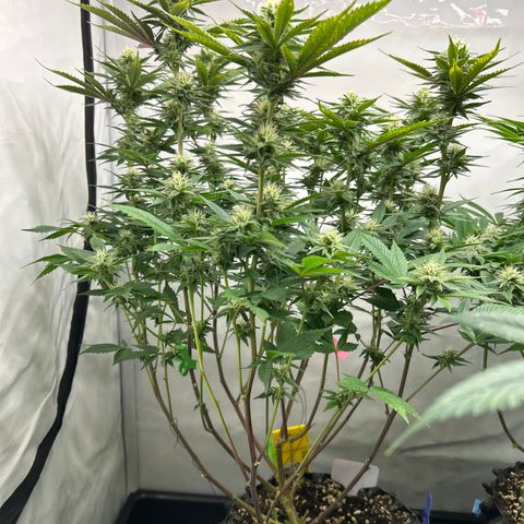 Ayahuasca Purple ( Barney’s farm ) growlog timeline photo