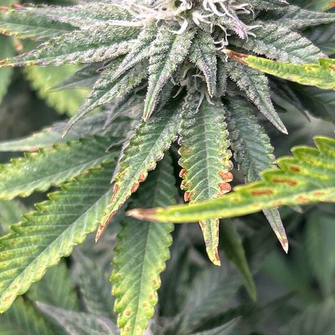 Ayahuasca Purple ( Barney’s farm ) growlog timeline photo