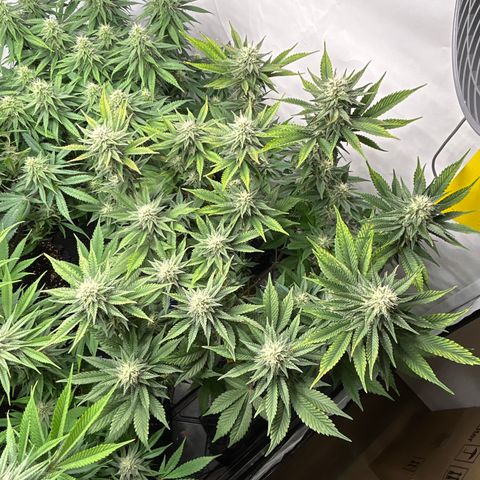 Ayahuasca Purple ( Barney’s farm ) growlog timeline photo