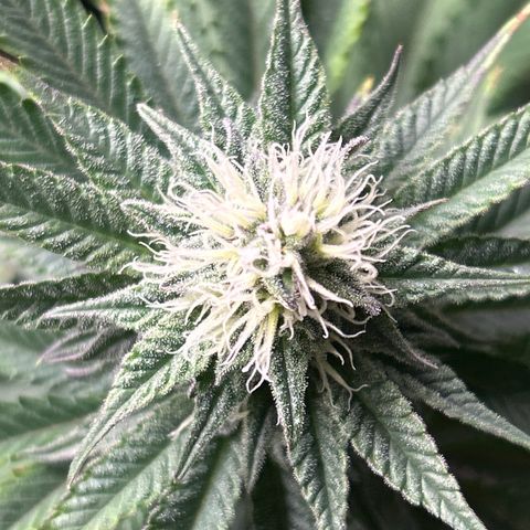 Ayahuasca Purple ( Barney’s farm ) growlog timeline photo