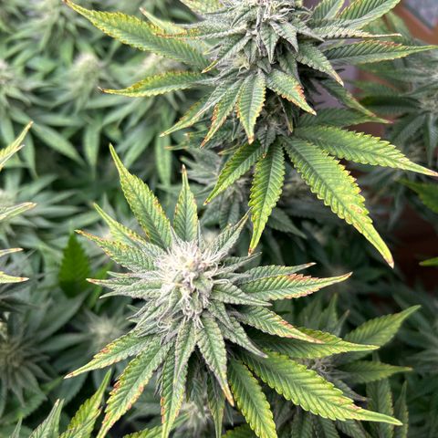 Ayahuasca Purple ( Barney’s farm ) growlog timeline photo