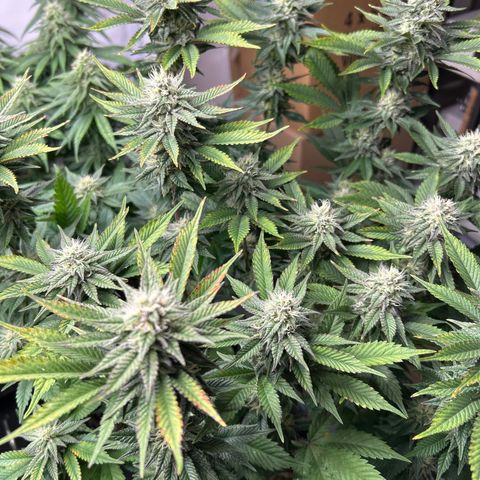 Ayahuasca Purple ( Barney’s farm ) growlog timeline photo
