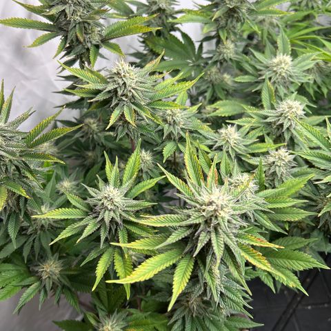 Ayahuasca Purple ( Barney’s farm ) growlog timeline photo