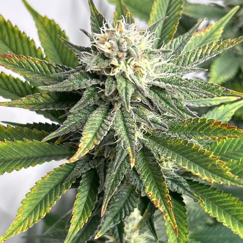 Ayahuasca Purple ( Barney’s farm ) growlog timeline photo