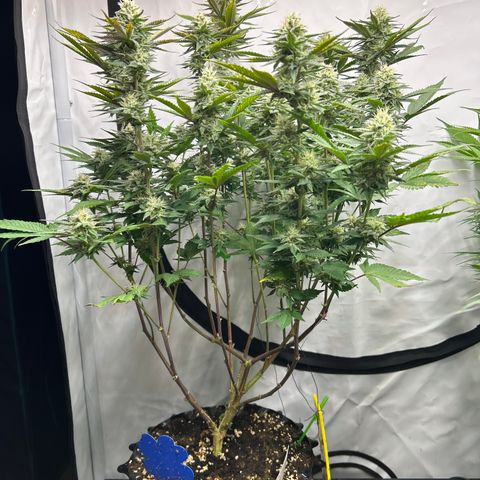 Ayahuasca Purple ( Barney’s farm ) growlog timeline photo