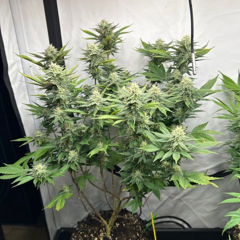 Ayahuasca Purple ( Barney’s farm ) growlog timeline photo