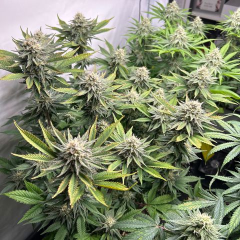 Ayahuasca Purple ( Barney’s farm ) growlog timeline photo
