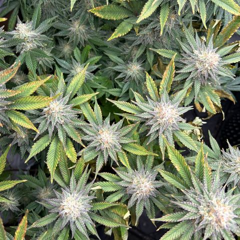 Ayahuasca Purple ( Barney’s farm ) growlog photo: Lt. D. Eventuell Kalium Mangel 