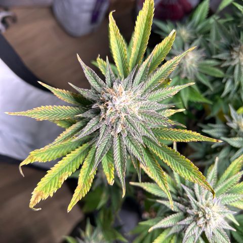 Ayahuasca Purple ( Barney’s farm ) growlog photo: Lt. D. Eventuell Kalium Mangel 
