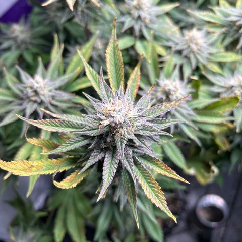 Ayahuasca Purple ( Barney’s farm ) growlog photo: Lt. D. Eventuell Kalium Mangel 