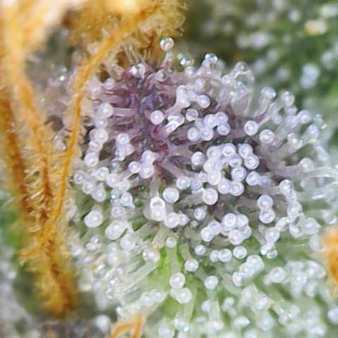 Ayahuasca Purple ( Barney’s farm ) growlog timeline photo