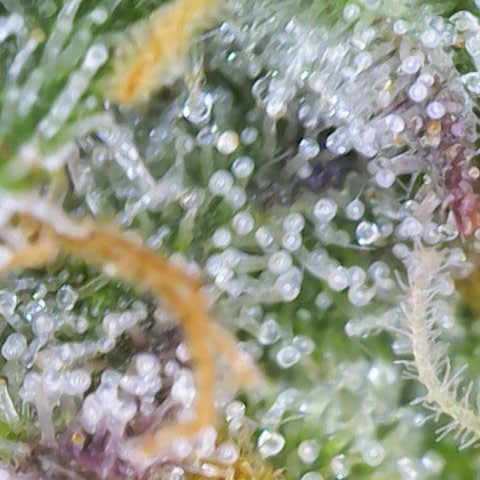Ayahuasca Purple ( Barney’s farm ) growlog timeline photo