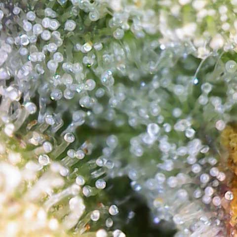 Ayahuasca Purple ( Barney’s farm ) growlog timeline photo
