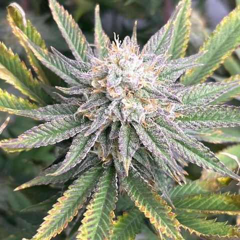 Ayahuasca Purple ( Barney’s farm ) growlog timeline photo
