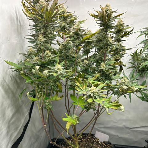Ayahuasca Purple ( Barney’s farm ) growlog timeline photo