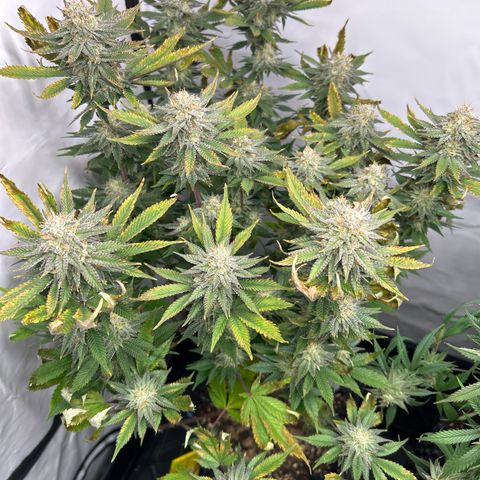 Ayahuasca Purple ( Barney’s farm ) growlog timeline photo