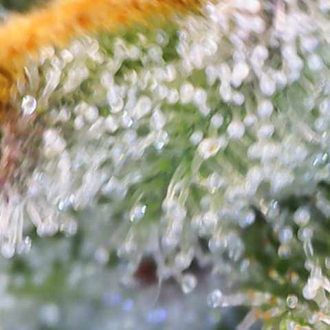 Ayahuasca Purple ( Barney’s farm ) growlog timeline photo