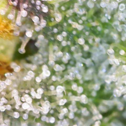 Ayahuasca Purple ( Barney’s farm ) growlog timeline photo